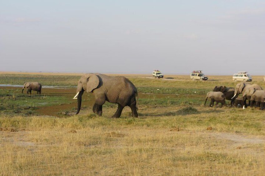 Kenya & Tanzania Safari package