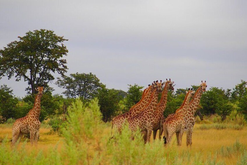 7 Days Livingstone & South Luangwa Tour