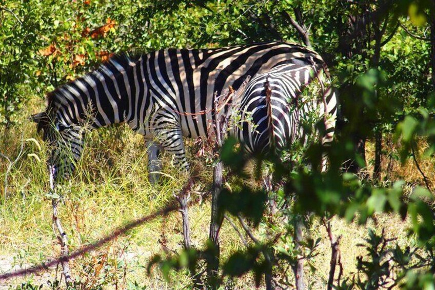 7 Days Livingstone & South Luangwa Tour