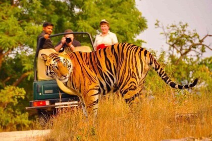 Private Golden Triangle Delhi Agra Jaipur with Ranthambore