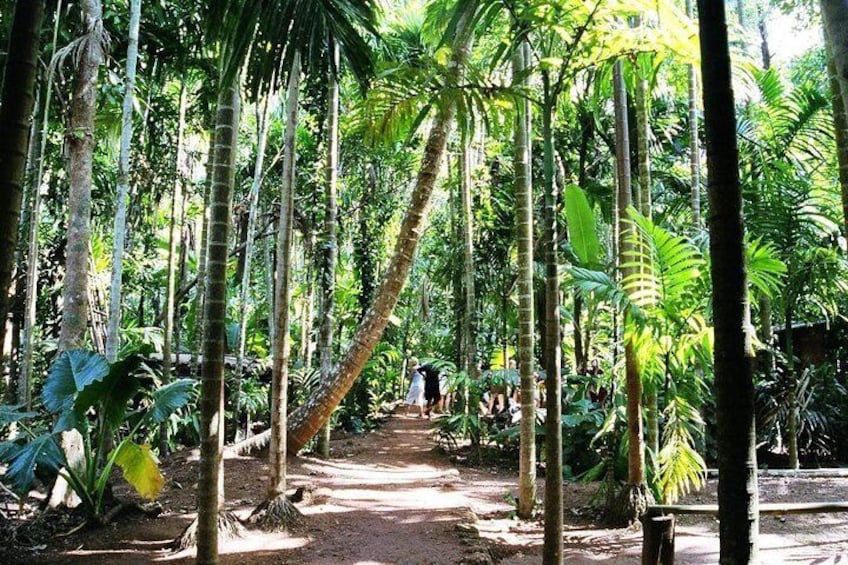 Crocodile spotting with walking tour of local plantation in Goa