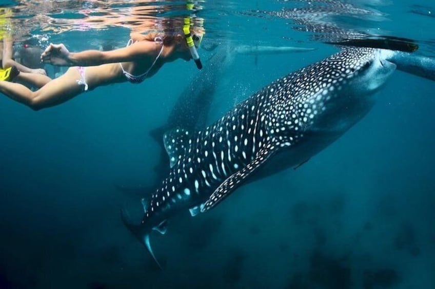 Oslob whale shark