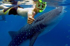Oslob Whale shark Tours