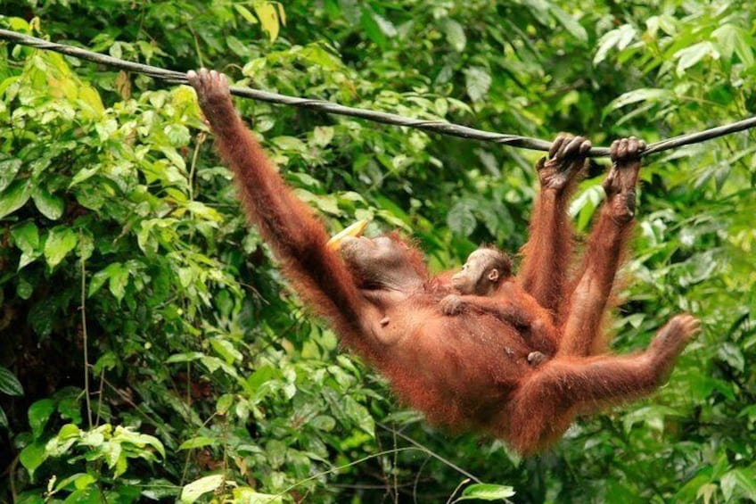 Orangutan