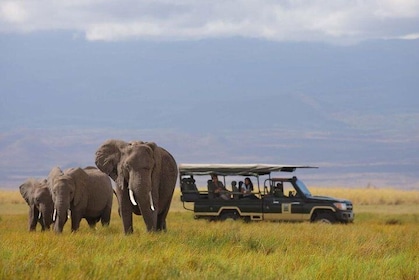 2- Day Diani to Amboseli Flying Safari