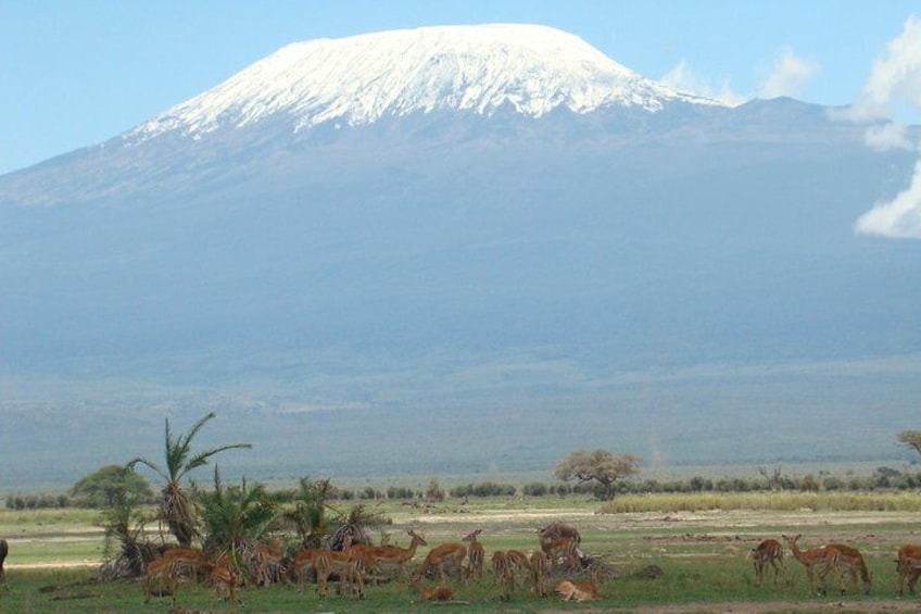 Mt. Kilimanjaro 