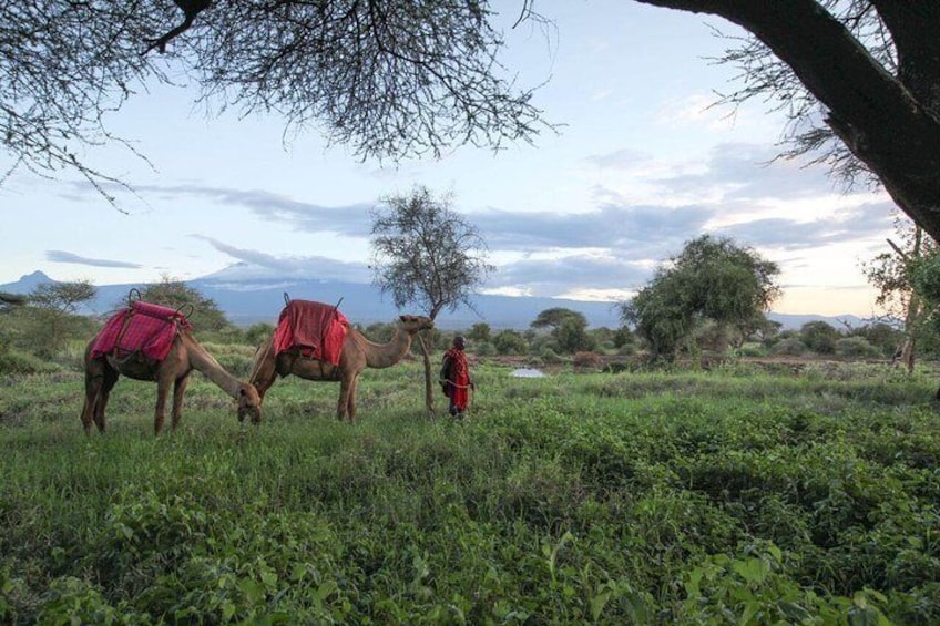 Camel rides at the conservancy 