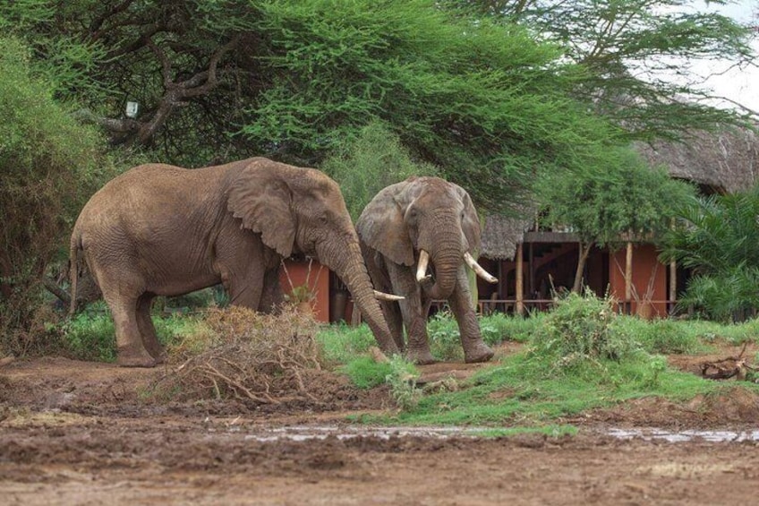 Elephants at Amboseli