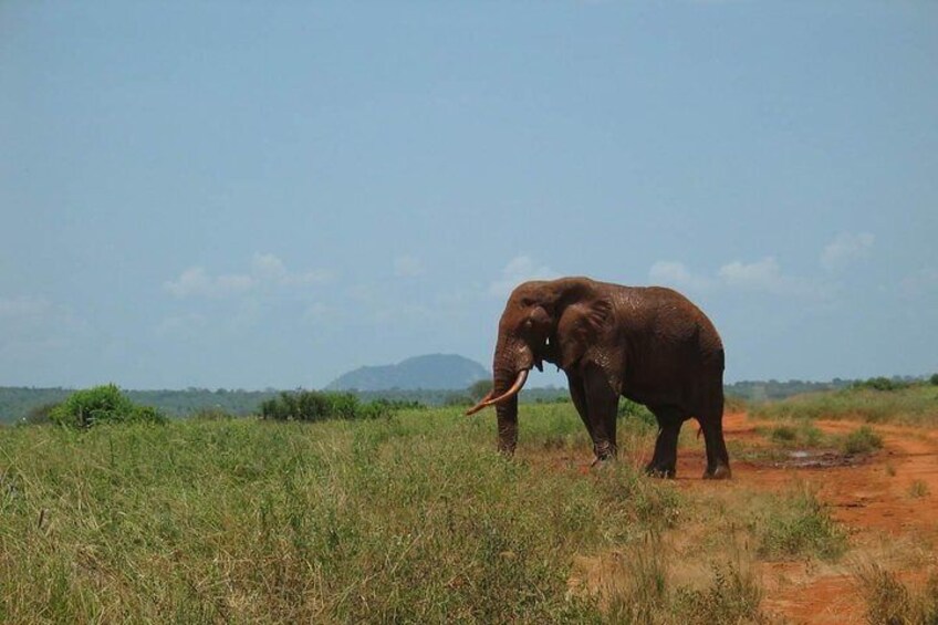 Elephant at Tsavo East National Park
