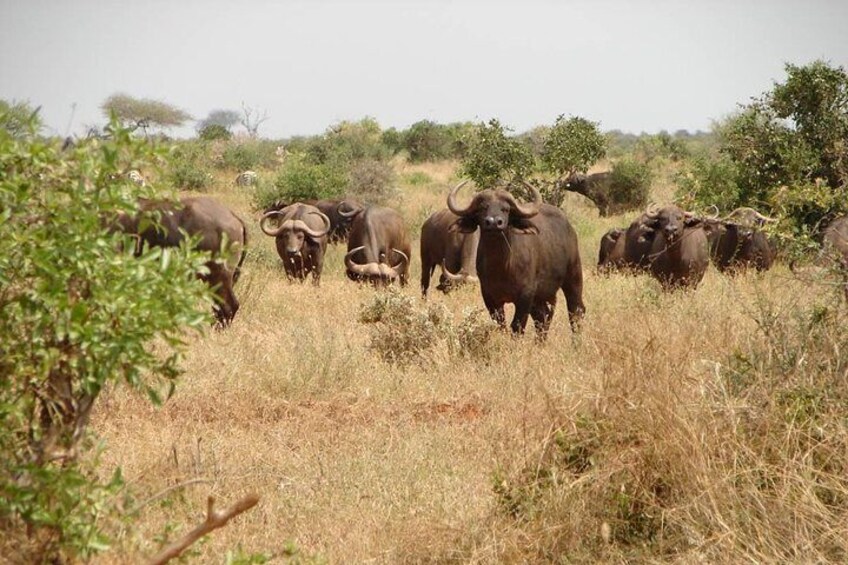 Buffalos at Tsavo East