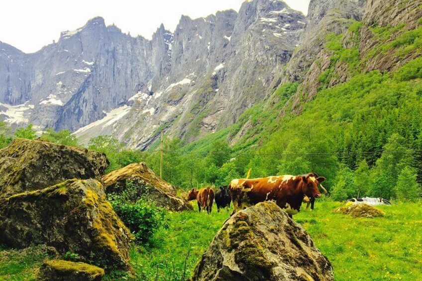 Private shore excursions Ålesund Trollstigen-Trollroad in small (1-5)groups