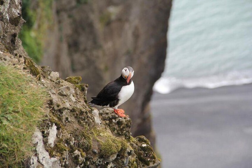 Puffin at the Black Sand Beach