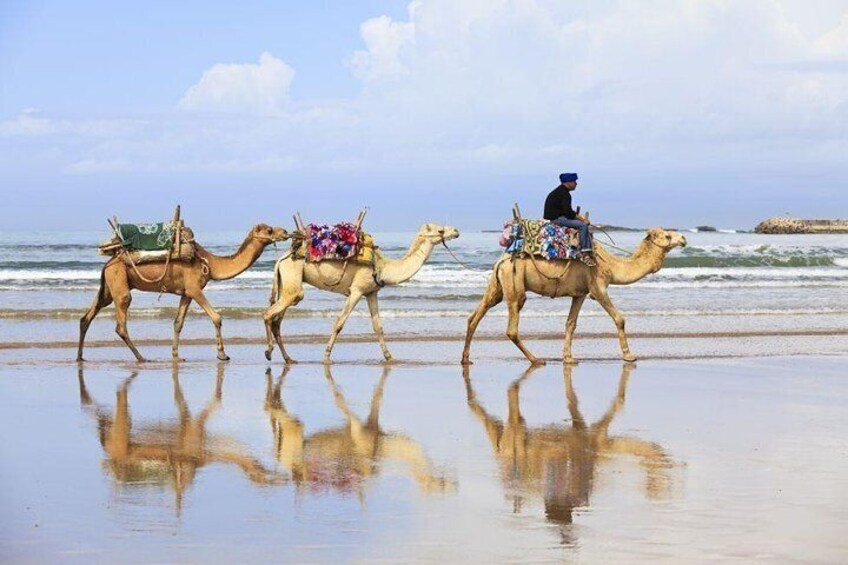 Camel trek on Tangier's beach