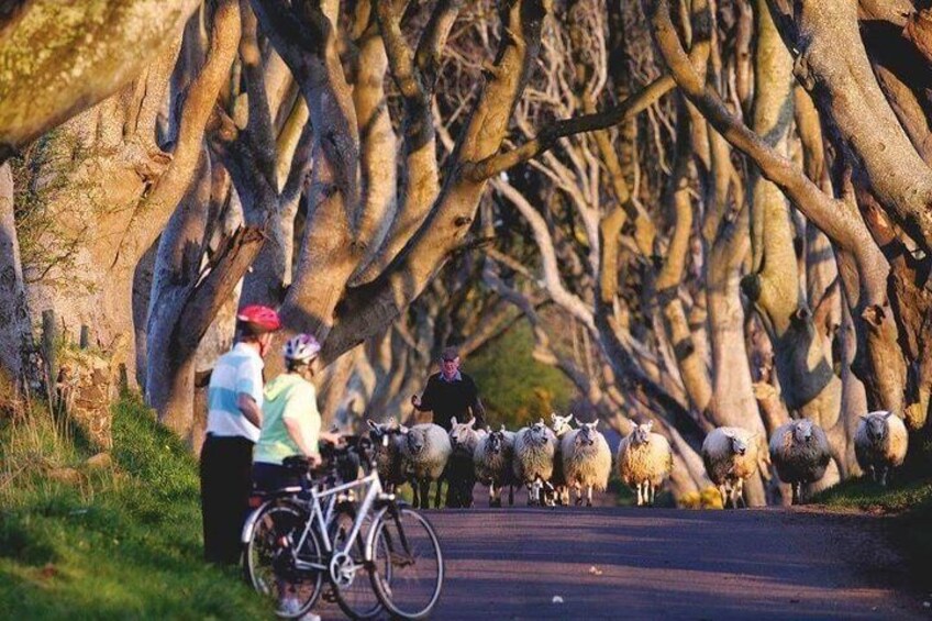 Private Tour From Belfast Giants Causeway Game of Thrones Ropebridge Coast tour