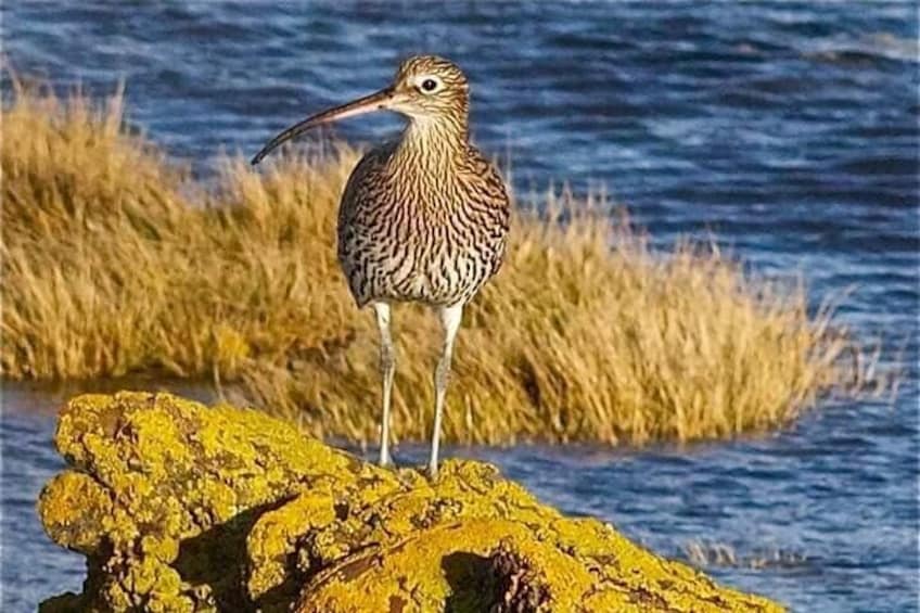 Curlew