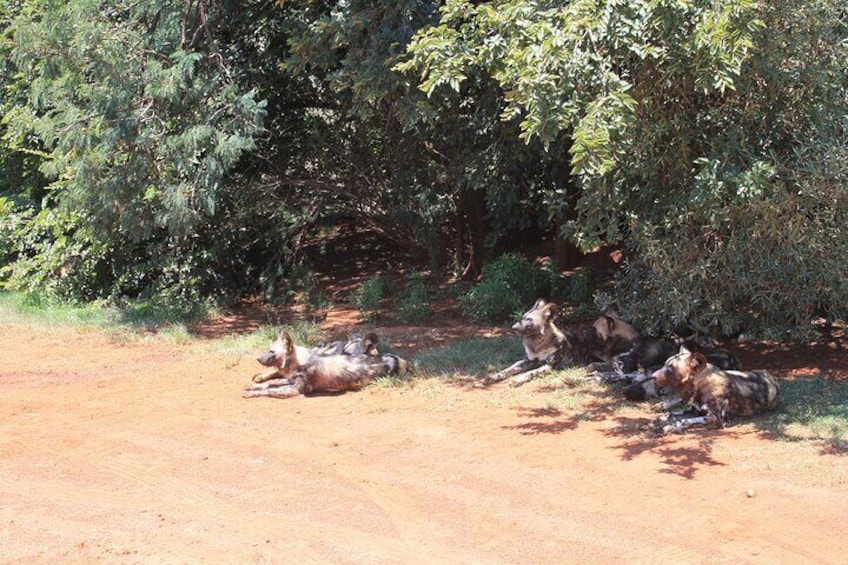 Rhino and Lion Nature Reserve