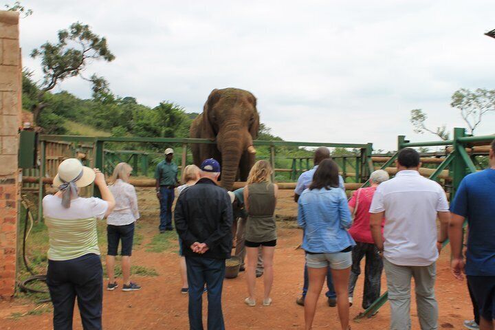 Elephant Sanctuary Tour From Johannesburg