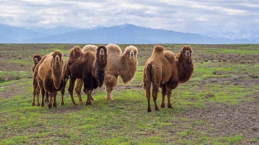The Silk Road tour of Kazakhstan