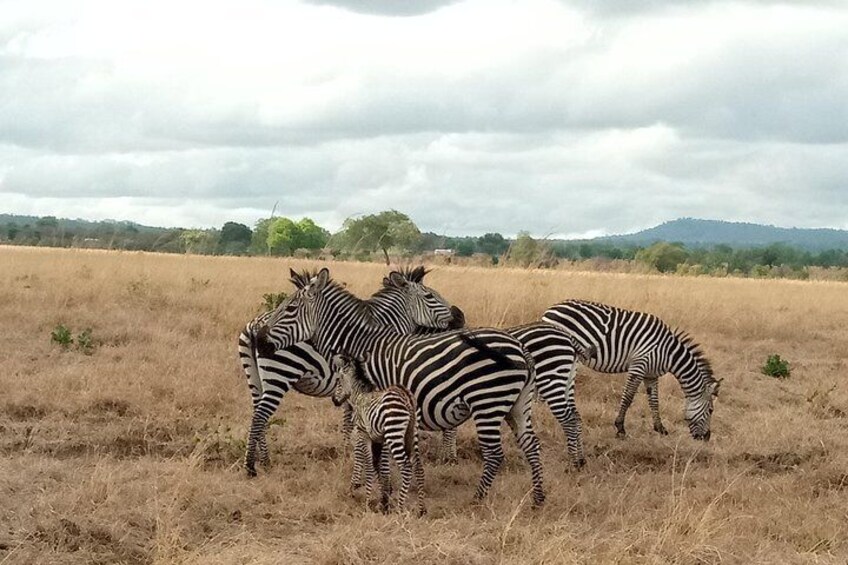 Zebra grazing in Mikumi NP