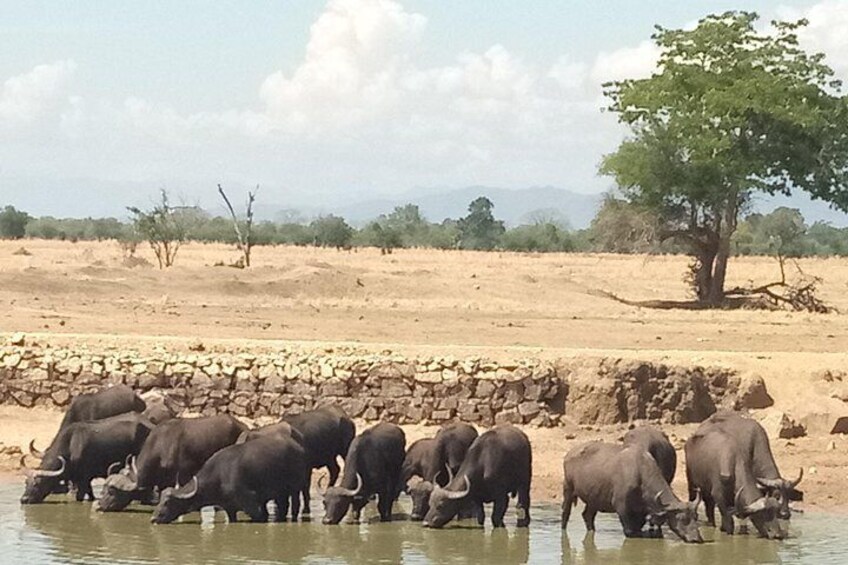 Buffalo drinking - Mikumi NP