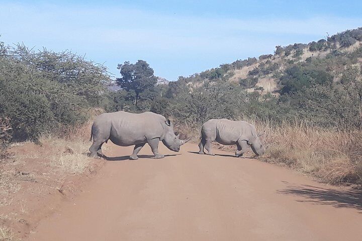 Pilanesberg National Park & Sun City Tour