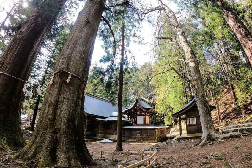 Asama Shrine Cedars