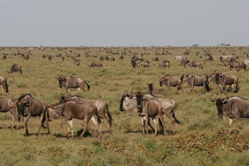 3 Days Tanzania Safari- Tarangire Np, Lake Manyara Np and Ngoronroro Crater