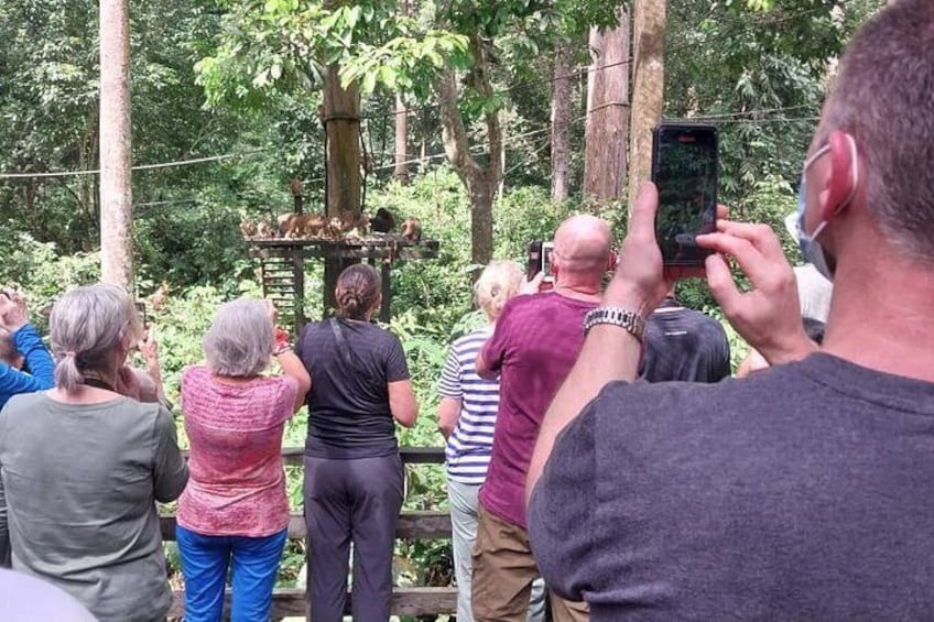 Full-Day Sepilok Orangutan,Sun Bear & Sandakan City Trail from Kota Kinabalu