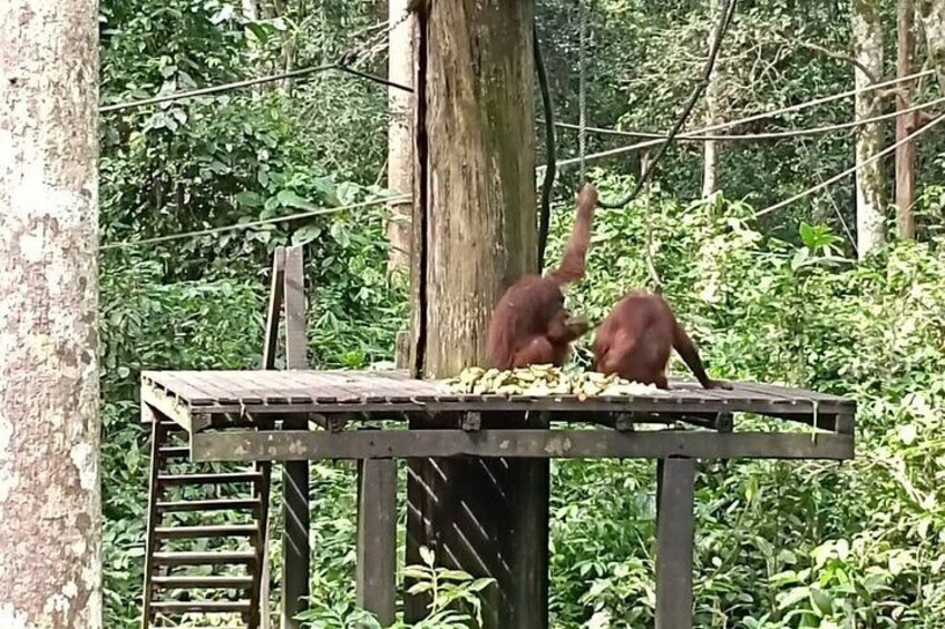 Full-Day Sepilok Orangutan,Sun Bear & Sandakan City Trail from Kota Kinabalu