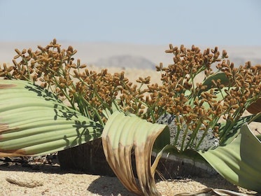 Pelgrim Tours - Moon Landscape & Welwitschia Mirabilis Tour