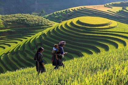 Sapa Trekking 2 Days Start from Lao Cai: Hotel; Local tour guide; Small gro...