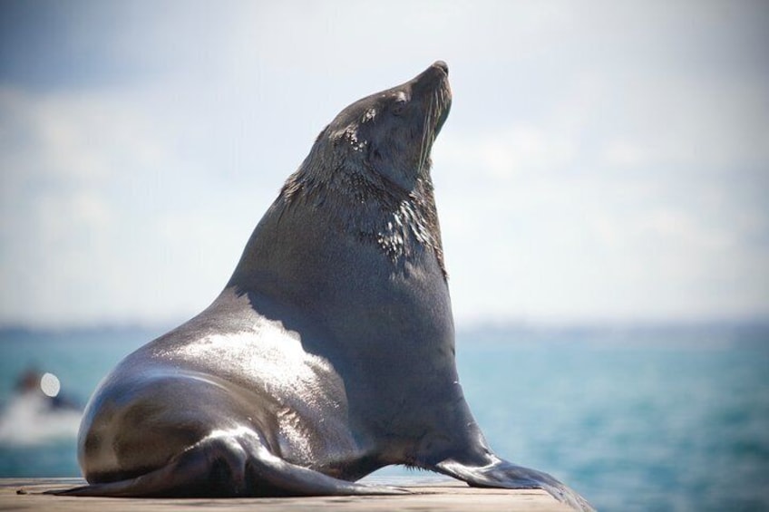 90minute Wildlife Adventure Cruise from Sorrento