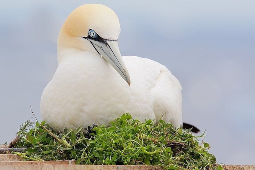 Visit the sea bird colony.