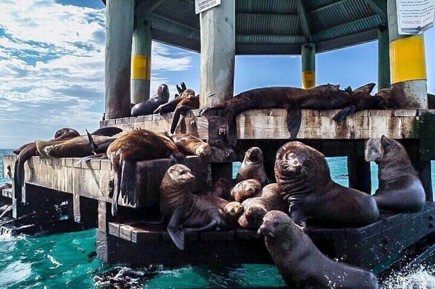 See the Australian Fur Seals and Chinaman's Hat