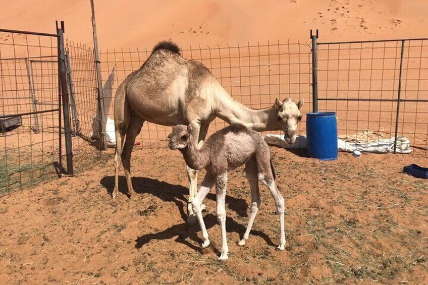 Private Day Trip To Wahiba Sands & Wadi Bani Khalid (desert Safari)