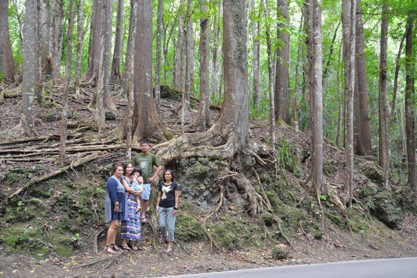 Bohol Island Countryside Tour with Buffet Lunch