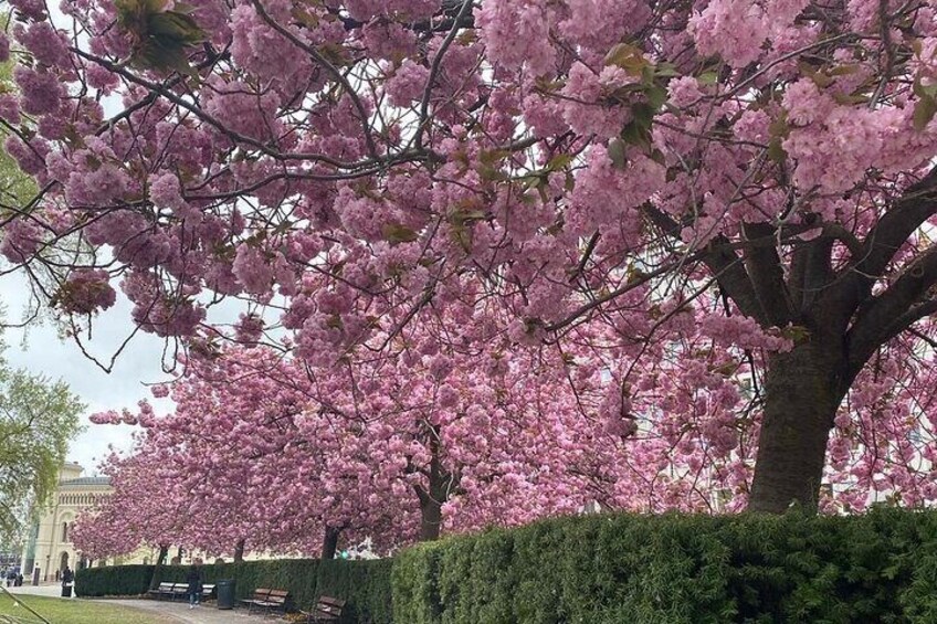 Cherry blossom in May.
