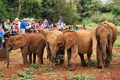 Orphelinat des éléphants, centre des girafes et parc national de Nairobi en...
