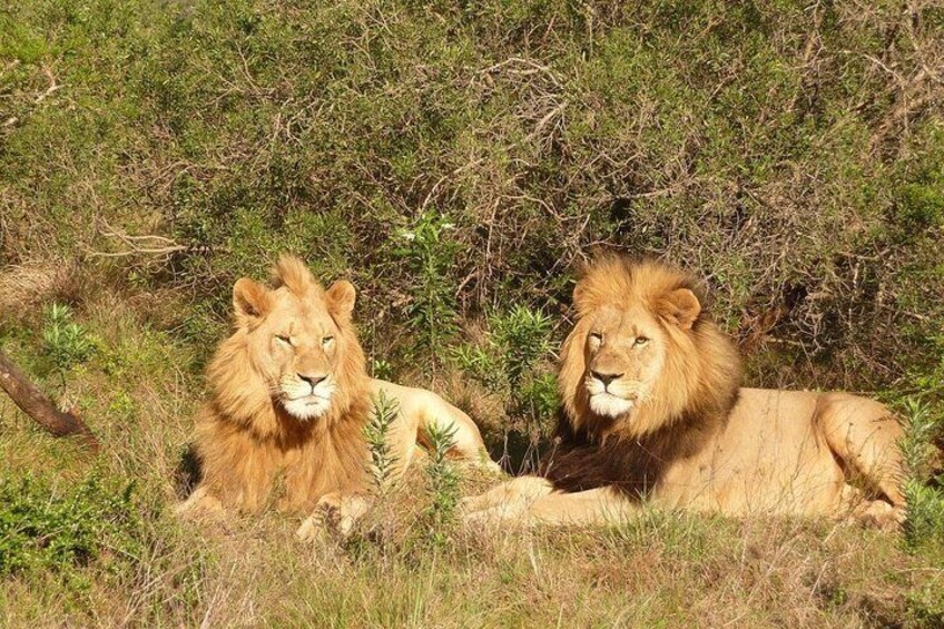 Private return transfers from Cape Town to Sanbona Wildlife Reserve
