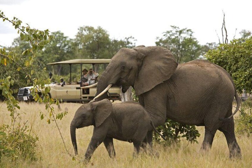 Elephants