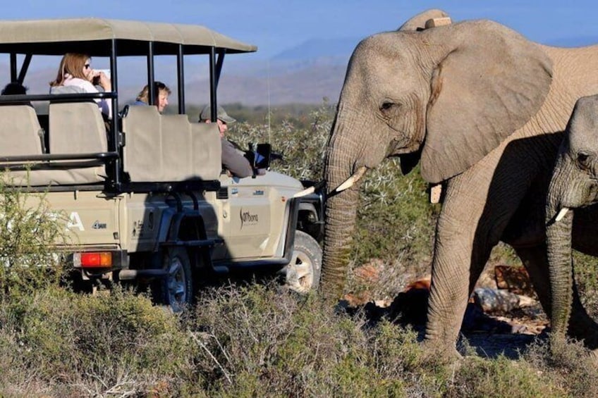 Private return transfers from Cape Town to Sanbona Wildlife Reserve