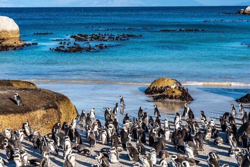 penguins at boulders beach