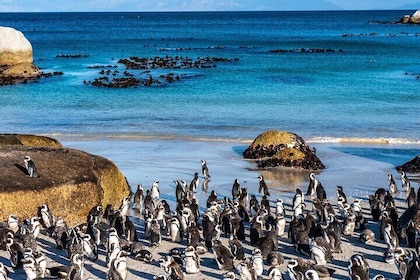 Cape Peninsula Private Tour met toegangsprijzen tot Kaap de Goede Hoop en P...