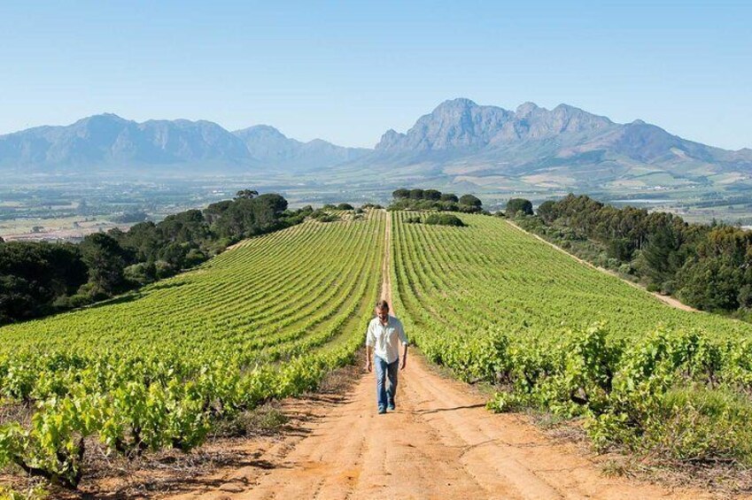 Constantia Winelands Private Wine Tour from Cape Town