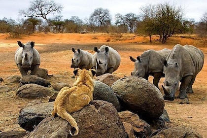 Night Rhino Game Drive and Bush Dinner from Victoria Falls