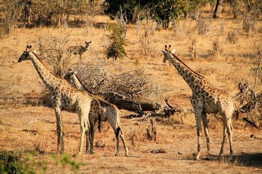 Night Rhino Game Drive and Bush Dinner from Victoria Falls