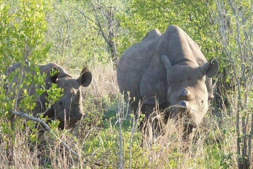 Night Rhino Game Drive and Bush Dinner from Victoria Falls