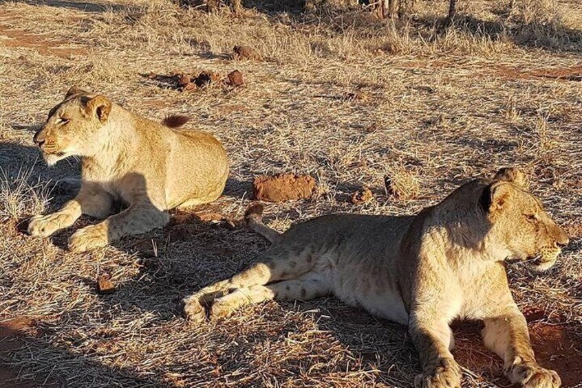Night Rhino Game Drive and Bush Dinner from Victoria Falls