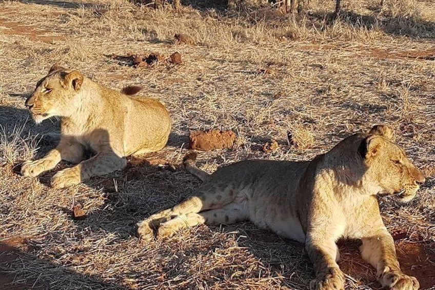 Chobe Day Trip from Victoria Falls