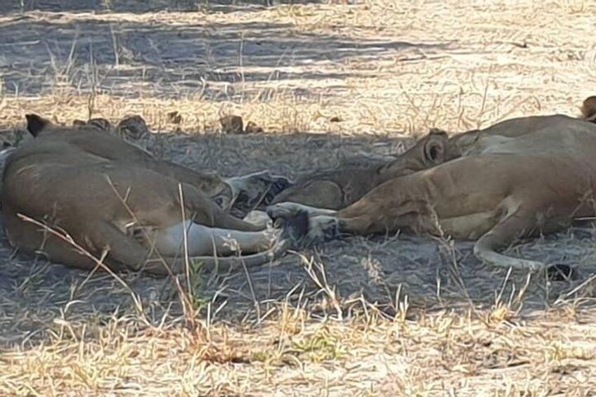 Chobe Day Trip from Victoria Falls
